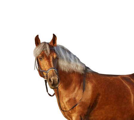 Portrait of a horse with light mane on a white backgroundの写真素材