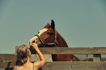 Girl strokes a horse walking on a pasture warm summer dayの写真素材