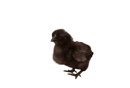 Newborn black chick isolated on white backgroundの写真素材