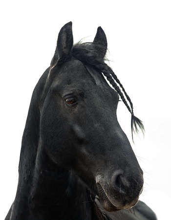 Portrait of a black friesian horse on a white backgroundの写真素材
