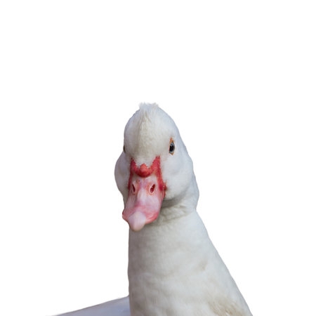 Portrait of white domestic duck with red beak - front viewの写真素材