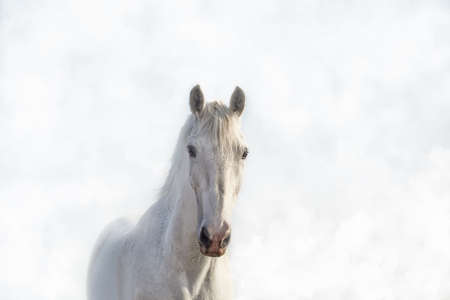 Portrait of a beautiful white horse in the fog in high keyの写真素材