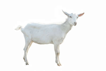 Young white goat in full growth isolated on white backgroundの写真素材