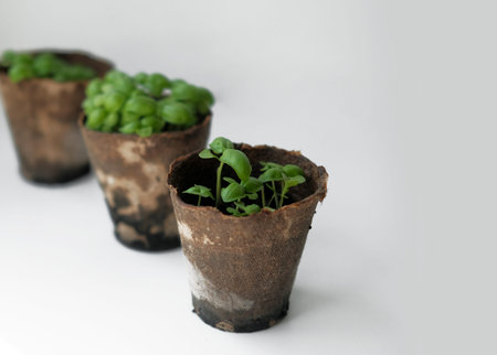 Growing basil at home. Microgreens. Healthy eating