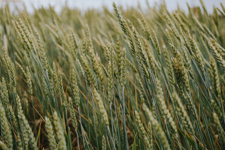 Ears of wheat and rye against the blue sky. Beautiful landscape