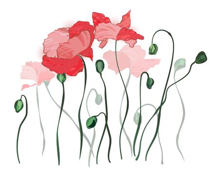 Red Poppy Flowers Over White. Floral backgroundのイラスト素材