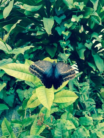 House of butterflies in Vienna. Butterfly with opened wings lies on a green leaf. Insect with beautiful black and blue wings.の写真素材