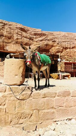 Gray donkey standing and having a rest under midday sun. Bedouins and their animals. Animal transport in Petra reserve.の写真素材