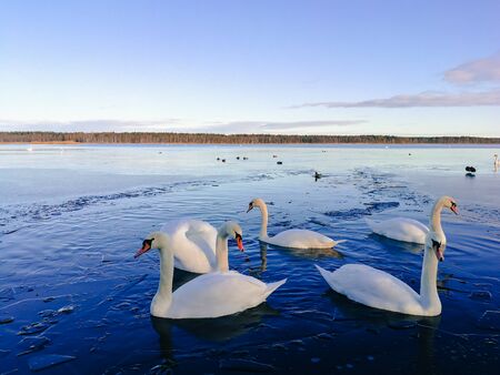 Family of white swans on a fragile ice. White swans swimming in cold winter water. Blue cold water and winter sky. Bird watching opportunities in Latvia.の写真素材