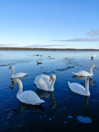 Family of white swans on a fragile ice. White swans swimming in cold winter water. Blue cold water and winter sky. Bird watching opportunities in Latvia.の写真素材