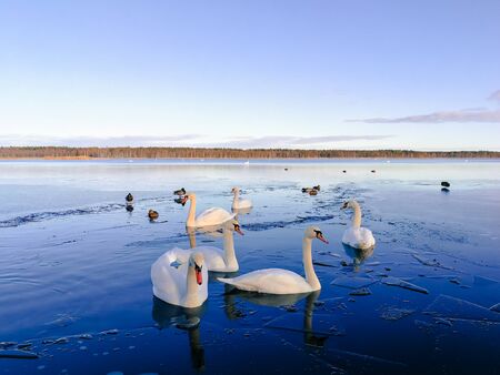 Family of white swans on a fragile ice. White swans swimming in cold winter water. Blue cold water and winter sky. Bird watching opportunities in Latvia.の写真素材