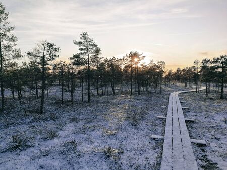 Winter season at the National park Kemeri, Latvia. Wetland reserve covered with snow. Boardwalk covered with snow that go through the short trees in sunset rays.の写真素材