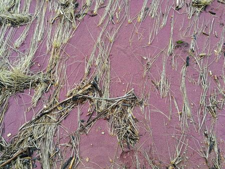 No filter north coast of Latvia. Background with pink sand and yellow grass. Purple sand and old grass at beach of the Baltic sea. Beach theme natural texture.の写真素材