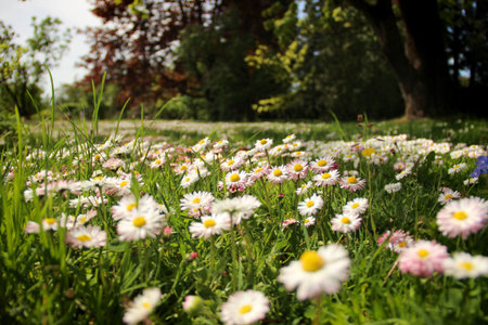 White and pink marguerite flowers grow on a lawn.