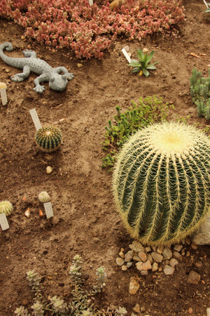 The succulent plant grows at the patch. Spheric cactus plant.