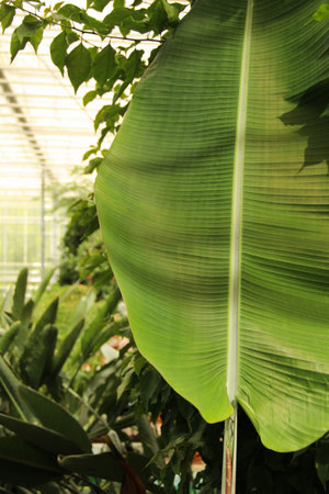 The banana plant grows in the Botanic garden. Banana plant under the glass roof.