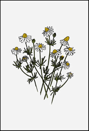 Chamomile wildflowers. Herb that is used in medicine and cosmetology.のイラスト素材