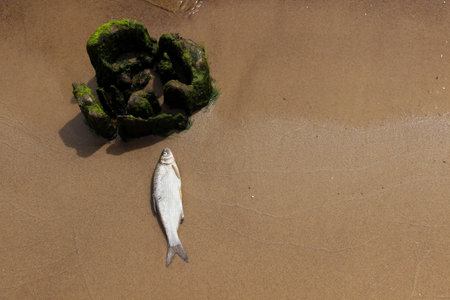 Died fish lays at the shore. Impact on the aquatic ecosystem.