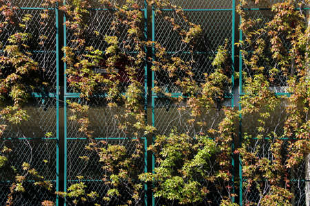 Green fence at the multistorey parking lot. Climbing grapevines. Modern architecture example.の写真素材