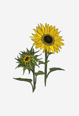 Sunflower turns to the sun. Two sunflowers set. Closed sunflowers blossom.の写真素材