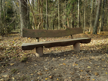 Wooden bench in the mixed forest. Empty bench for rest and picnic.