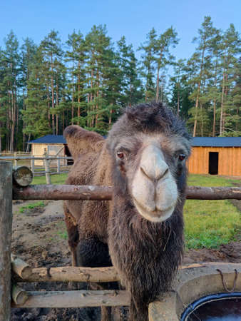 Camel stands behind the fence and near the feeding spot. Camel farm in Latvia. Exotic animal zoo.の写真素材