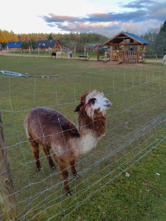 8.11.20. Raksi zoo. Cesis, Latvia. Petting zoo under the clear sky. Alpaca farm and safari attraction park. Lama stands behind the fence.のeditorial素材