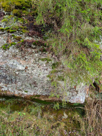 Steep sandstone cliff with greenery. Sandstone rock with green moss and fern. Natural rock formation.の写真素材