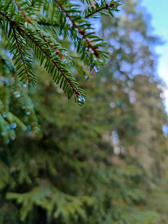 Pine branches with water drops. Evergreen forest. Ð¡oniferous trees after the rain.