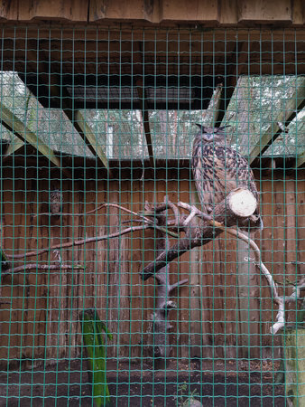 The owl sits in a cage. Night bird during the daytime. visiting the zoo. Dangerous and wild birdsの写真素材