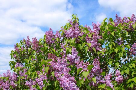 Photo of a blooming lilac against the skyの写真素材