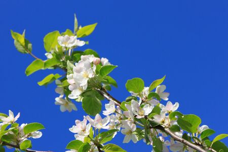 Photo of a branch with flowers of an apple treeの写真素材