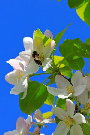 Photo of a blossoming apple treeの写真素材