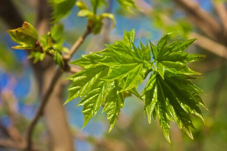 Photo of young maple leaves in springの写真素材