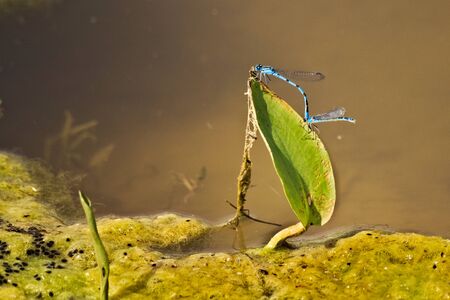 Photograph of mating blue dragonflies by a pondの写真素材