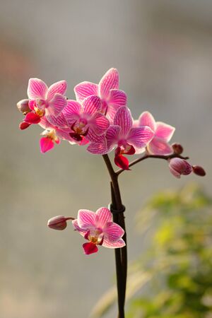 Photo of a pink phalaenopsis home flower. Vertical orientationの写真素材