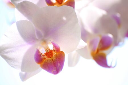 Photo of a white Phalaenopsis flowerの写真素材