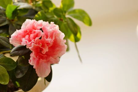 Photo of a pink azalea home flowerの写真素材
