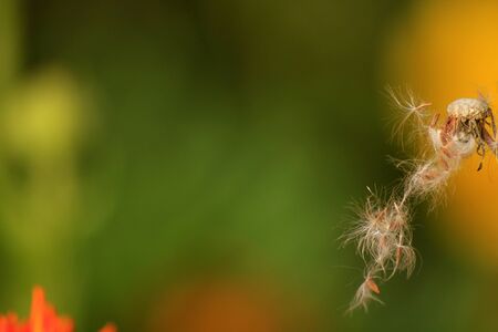 Photo of white dandelion fluff in the windの写真素材