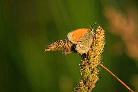 Photo of a butterfly sitting on a spikeletの写真素材