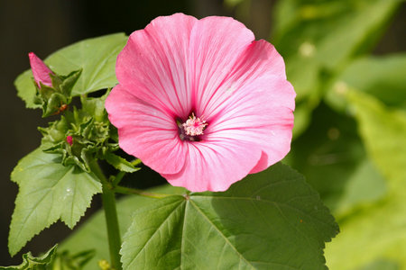 Photo of a pink Lavater garden flower