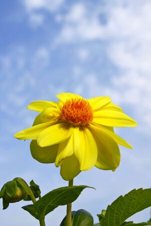 Photo of a yellow dahlia garden flowerの写真素材