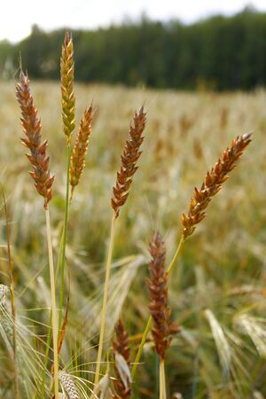 Photo of wheat spikelets in the fieldの写真素材