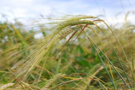 Photo spikelets of rye in the fieldの写真素材