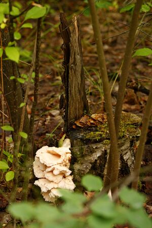 Photo of a mushroom growing on a stump of an old tree in a forestの写真素材