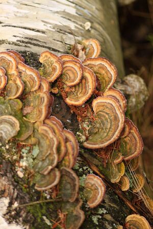 Photo of the Trametes versicolor mushroom on a birch trunkの写真素材