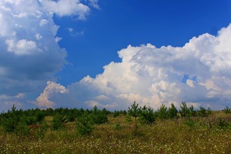 Photo of white curly clouds over a field covered with young pinesの写真素材