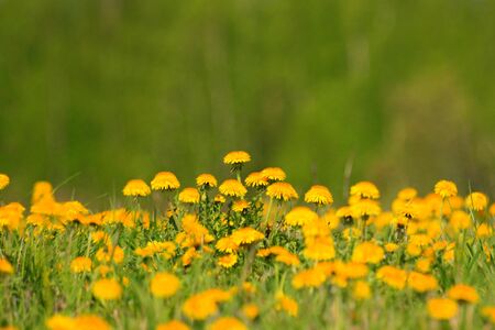 Photo of a field with yellow dandelionsの写真素材