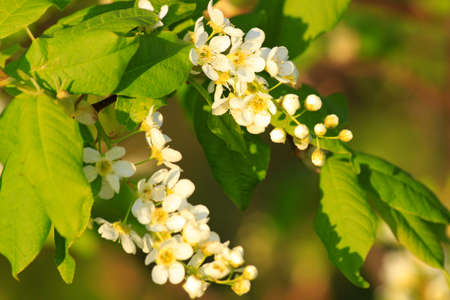 Photo branches with cherry flowersの写真素材