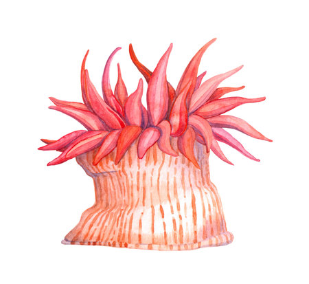 Actinia watercolor painted image. Hand drawn beautiful sea anemone illustration. Colorful tropical sea life and aquarium creature isolated on white background.の写真素材